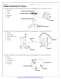 Fungi Worksheet