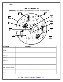 Cell Structure Worksheet