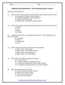 Leaves Multiple Choice Worksheet