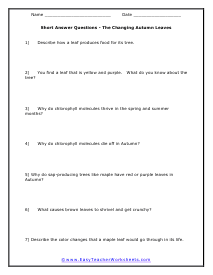 Leaves Short Answer Worksheet