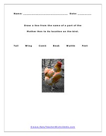 Hen Anatomy Worksheet