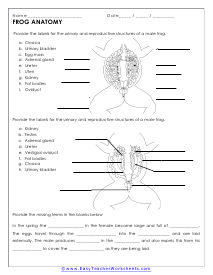 Male Frog Anatomy Worksheet