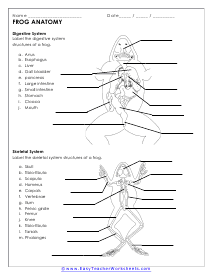 Digestive and Skeletal Systems of Frogs Worksheet