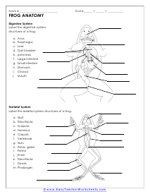 Frog Anatomy Worksheet