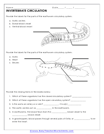 Circulatory System of Earthworms and Grasshoppers Worksheet