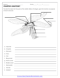 Anatomy of Starfish Worksheet
