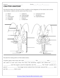 Anatomy of Crayfish Worksheet