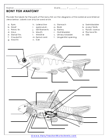 Anatomy of Bony Fish Worksheet