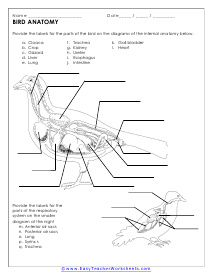 Anatomy of Birds Worksheet