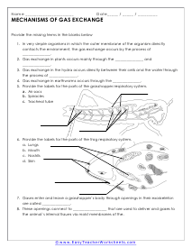 Gas Exchange In Animals Worksheet