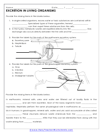 Excretion Mechanisms In Organisms Worksheet