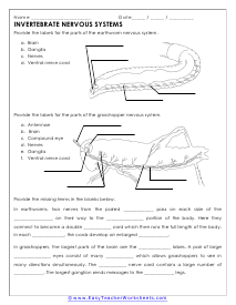 Nervous Systems of Invertebrates Worksheet