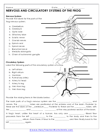 Nervous and Circulatory Systems of Frogs Worksheet