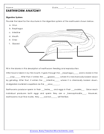 Anatomy of an Earthworm Worksheet