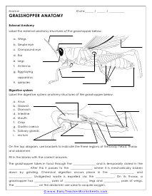Anatomy of Grasshoppers Worksheet