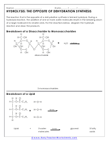 Hydrolysis Reaction Worksheet