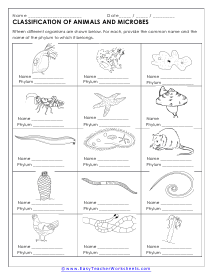 Classification of Animals and Microbes Worksheet