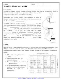 mRNA Worksheet