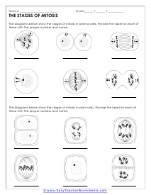 Stages of Cell Division Worksheet