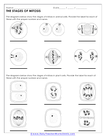 meiosis vs mitosis worksheet