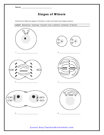 Stages of Mitosis Worksheet