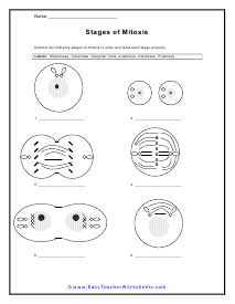 Label Stages Worksheet