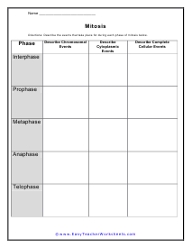 Division of Body Cells Worksheet