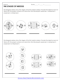 meiosis vs mitosis worksheet