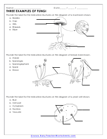 Fungi Example Worksheet