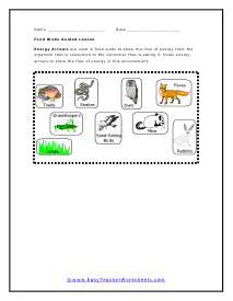 Food Webs Worksheet