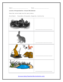 Levels of Organization Worksheet