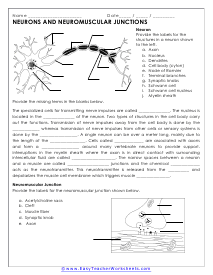 Nerve Cell Worksheet