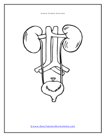 Urinary System Diagram