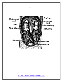 Human Urinary Diagram