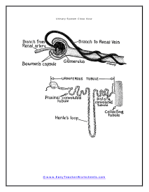 Nephron Diagram