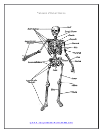 Human Skeleton Diagram