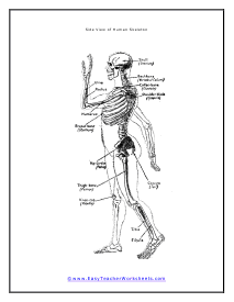 Human Skeleton Side View Diagram