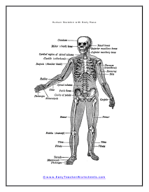 Body Mass Diagram