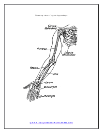 Upper Appendage Diagram