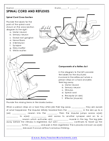 Spinal Cord Worksheet