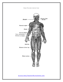 Major Muscles Diagram Front