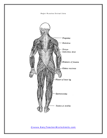 Major Muscles Diagram Back View
