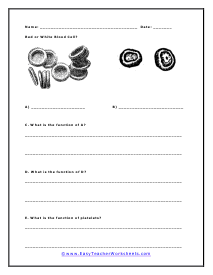 Red or White Blood Cells Worksheet