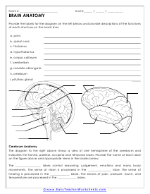 Brain Anatomy Worksheet