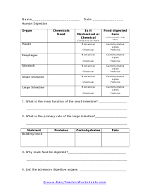 Human Digestion Worksheet