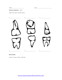 Type of Teeth Worksheet