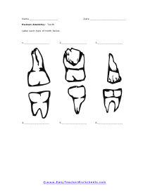 Teeth Worksheet