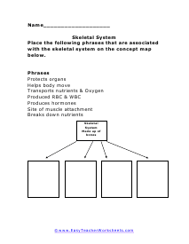 Skeletal Concepts Worksheet