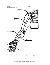 The Arm Worksheet