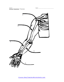 The Arm Worksheet (No words)